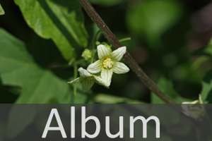 Kürbisgewächse (Cucurbitaceae)